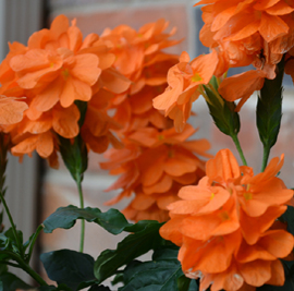 Orange Flowers
